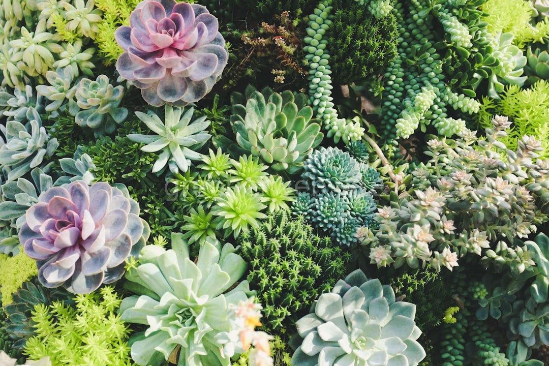 Sustainable Gardens