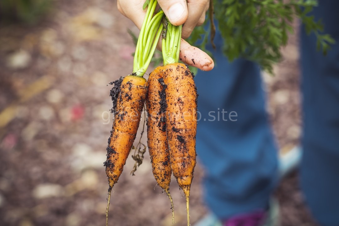 Organic Farm